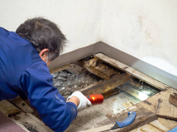 Best Mold Testing and Removal  in Rancho Murieta, CA