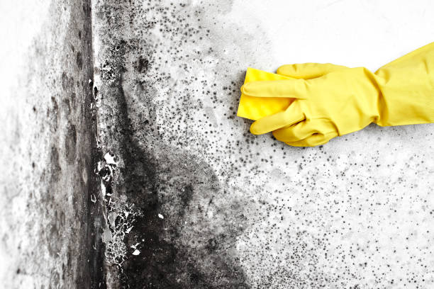 Best Fast Mold Removal  in Rancho Murieta, CA