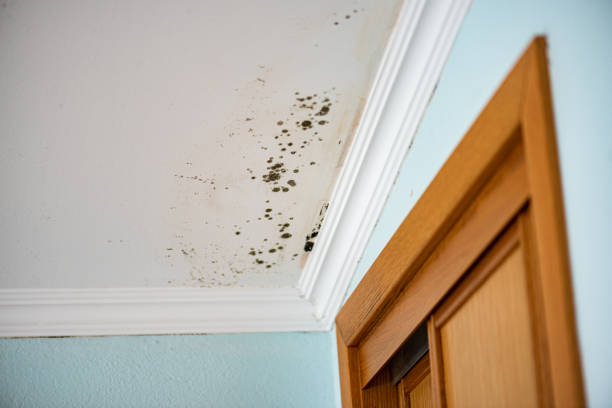 Best Emergency Mold Removal  in Rancho Murieta, CA