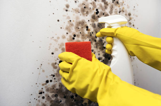 Best Local Mold Removal Service  in Rancho Murieta, CA