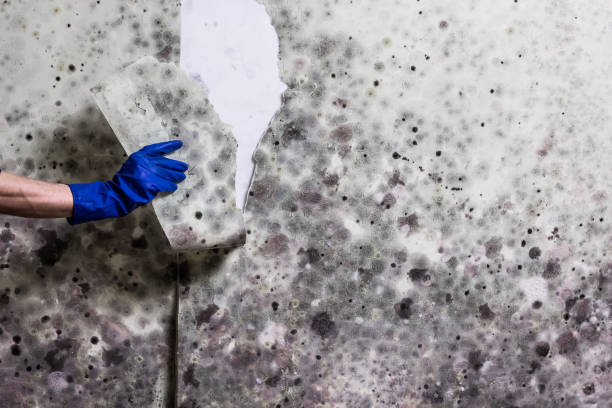 Mold Testing and Removal in Rancho Murieta, CA
