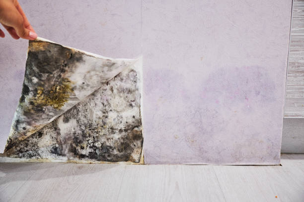 Best Residential Mold Removal  in Rancho Murieta, CA